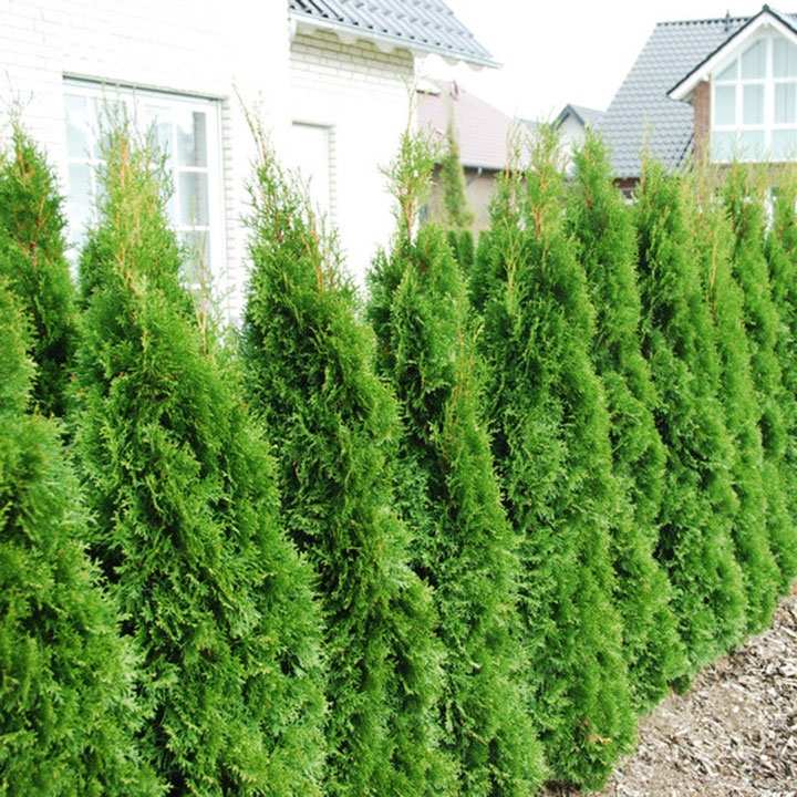Thuja snoeien Thuja snoeien