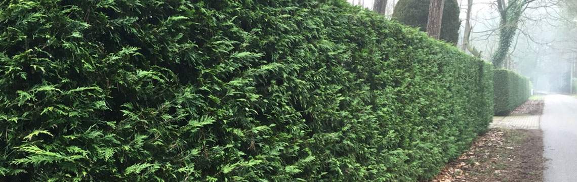 Thuja tips Thuja tips