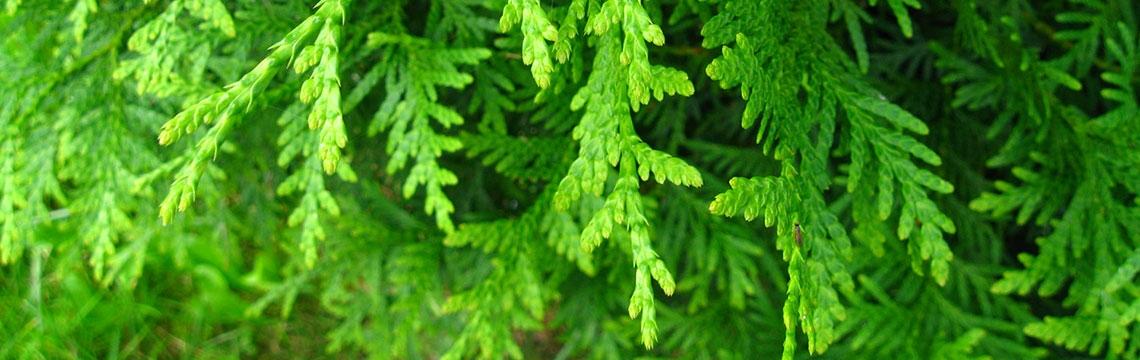 Thuja Thuja