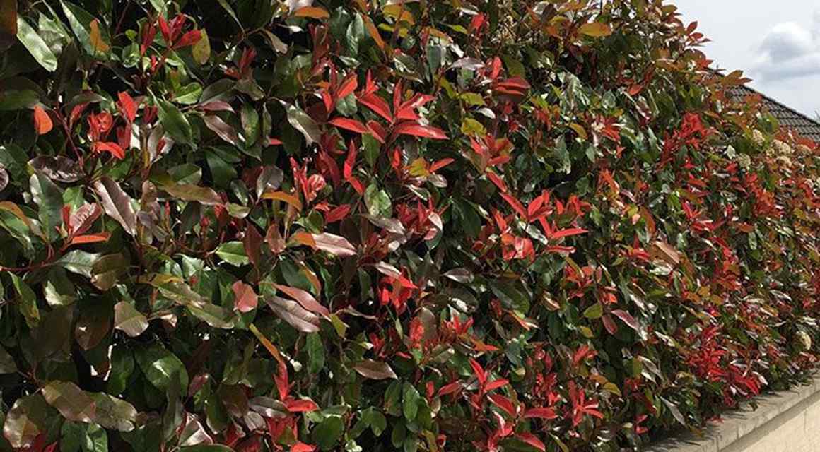 tuin voorbereiden winter