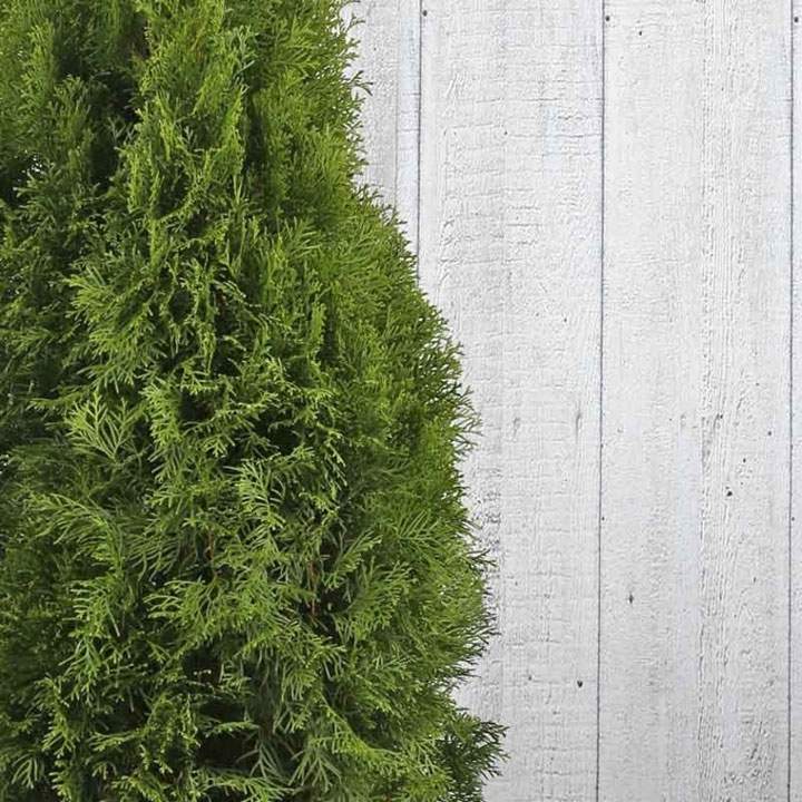 Tuinafscheiding online kopen Tuinafscheiding online kopen