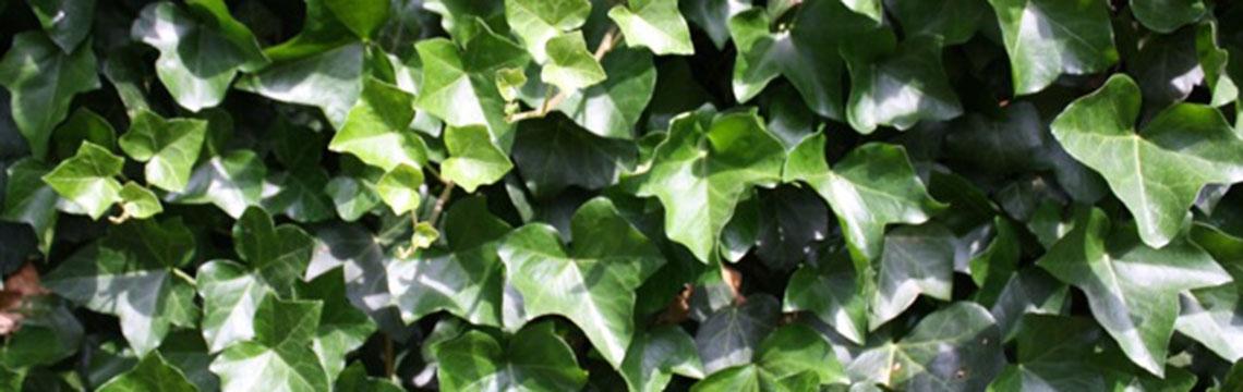 Tuinideeën rijtjeshuis