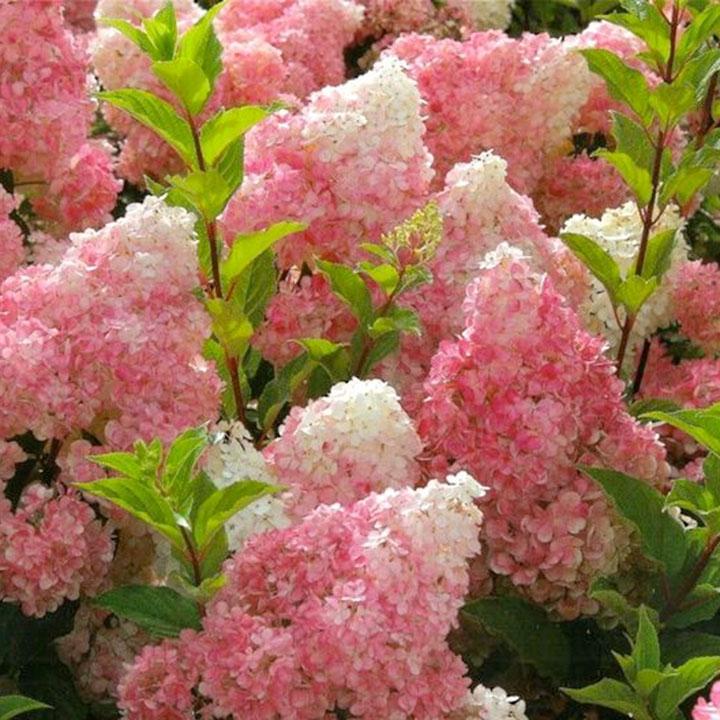 Tuininspiratie rijtjeshuis Tuininspiratie rijtjeshuis