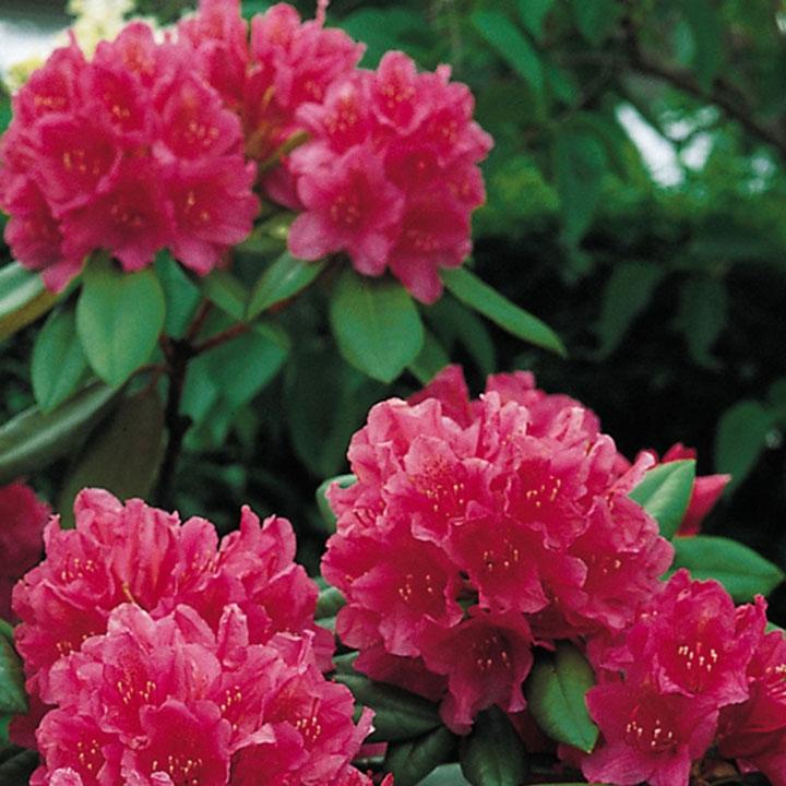 Tuininspiratie voortuin Tuininspiratie voortuin