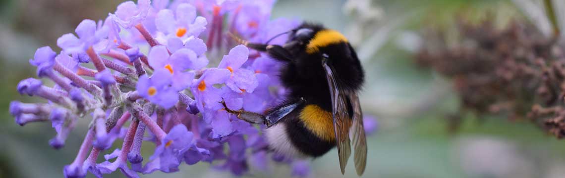 vlinderstruik hommel