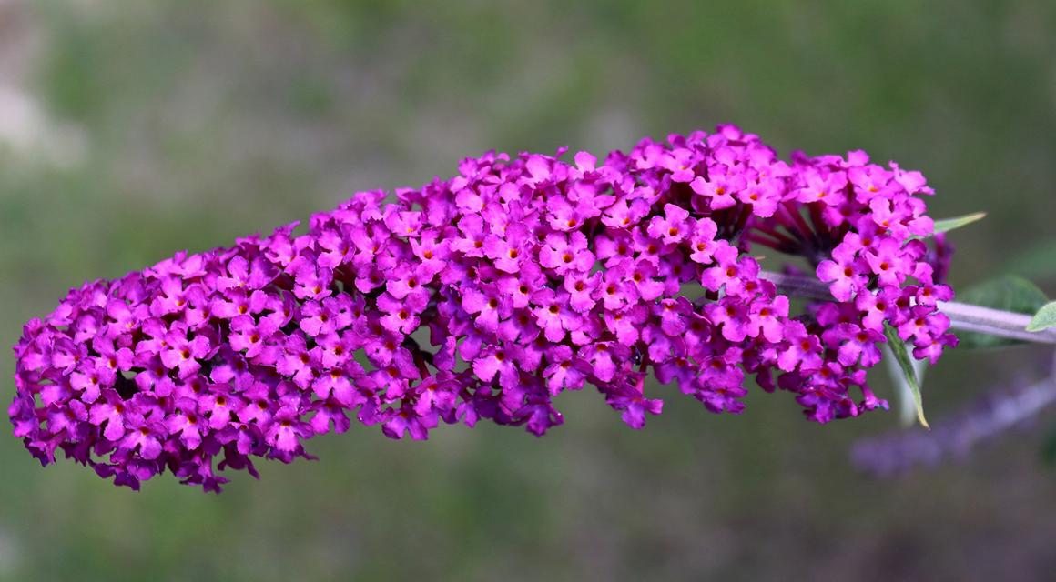 Vlinderstruik tuin