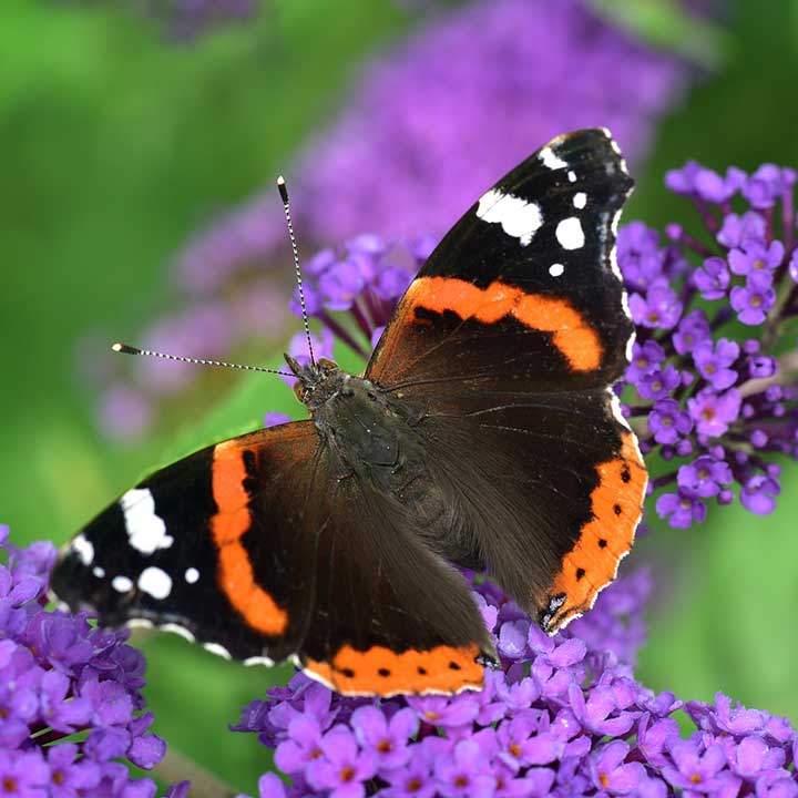 vlinderstruik vlinder