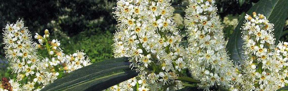Hoe wanneer plant laurierkers