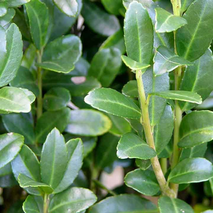 Welke buxus vervangers zijn er?