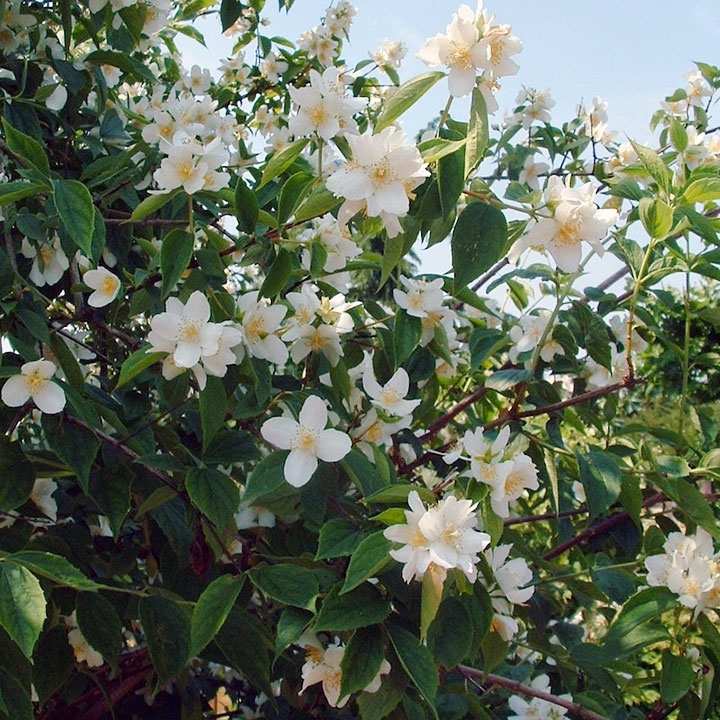 Welke haag past bij mijn tuin? Welke haag past bij mijn tuin?