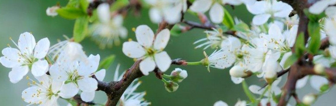 Wintergroene inheemse haagplanten