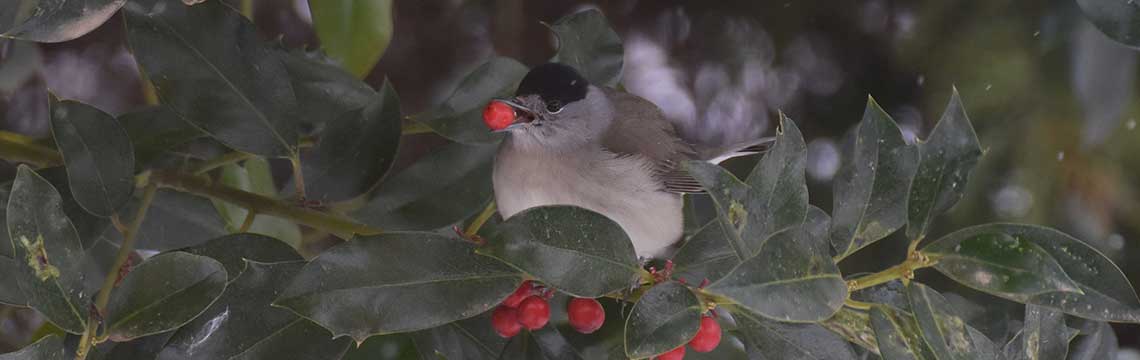 wintergroene vogelvriendelijke haag