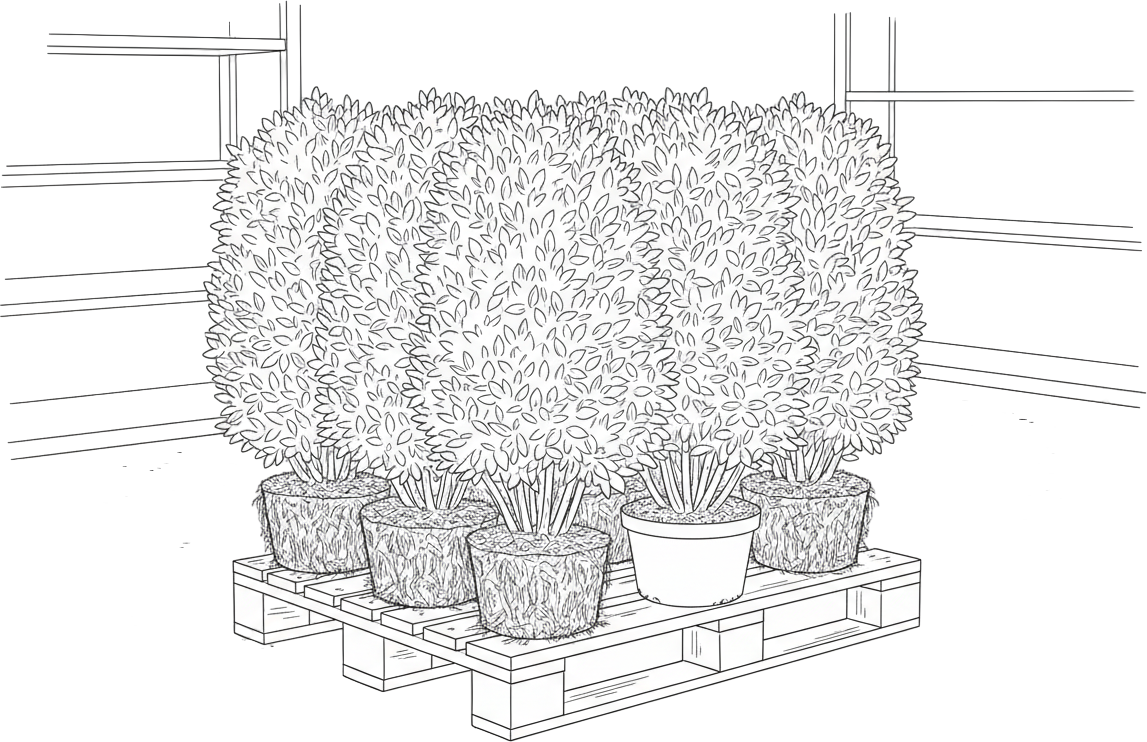Verse haagplanten gereed voor verzending