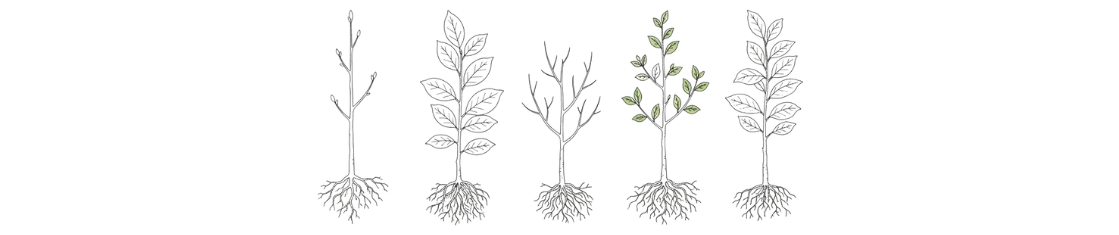 Haagplanten blote wortel