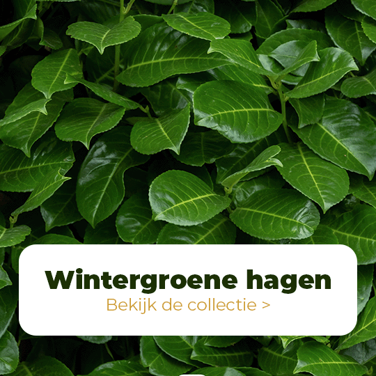 Bladhoudende haagplanten